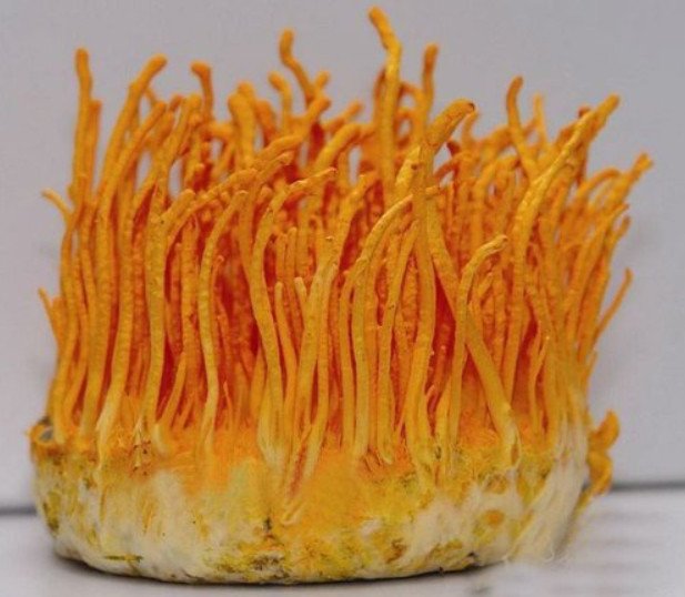 Cordyceps Mushroom Pure Culture Supplier Company in Ecuador