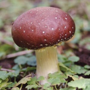 arden Giant, Wine Cap Mushroom (Stropharia rugoso-annulata) spawn