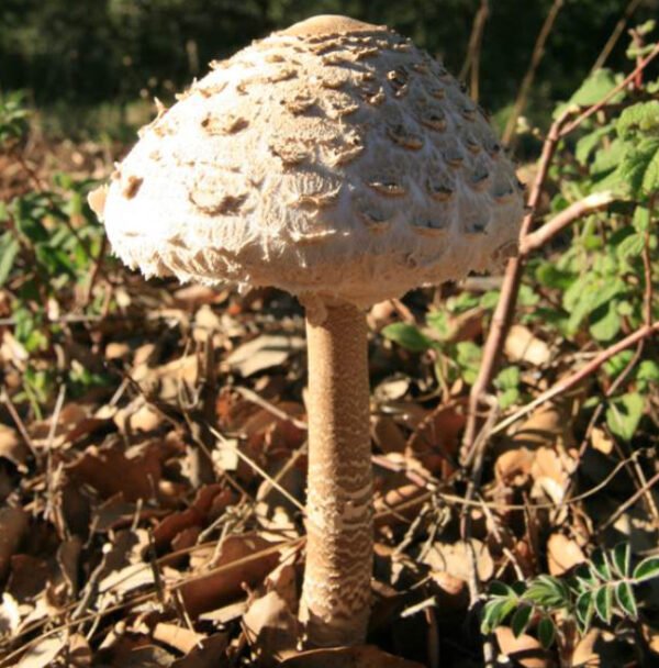 Parasol Mushroom (Macrolepiota procera)