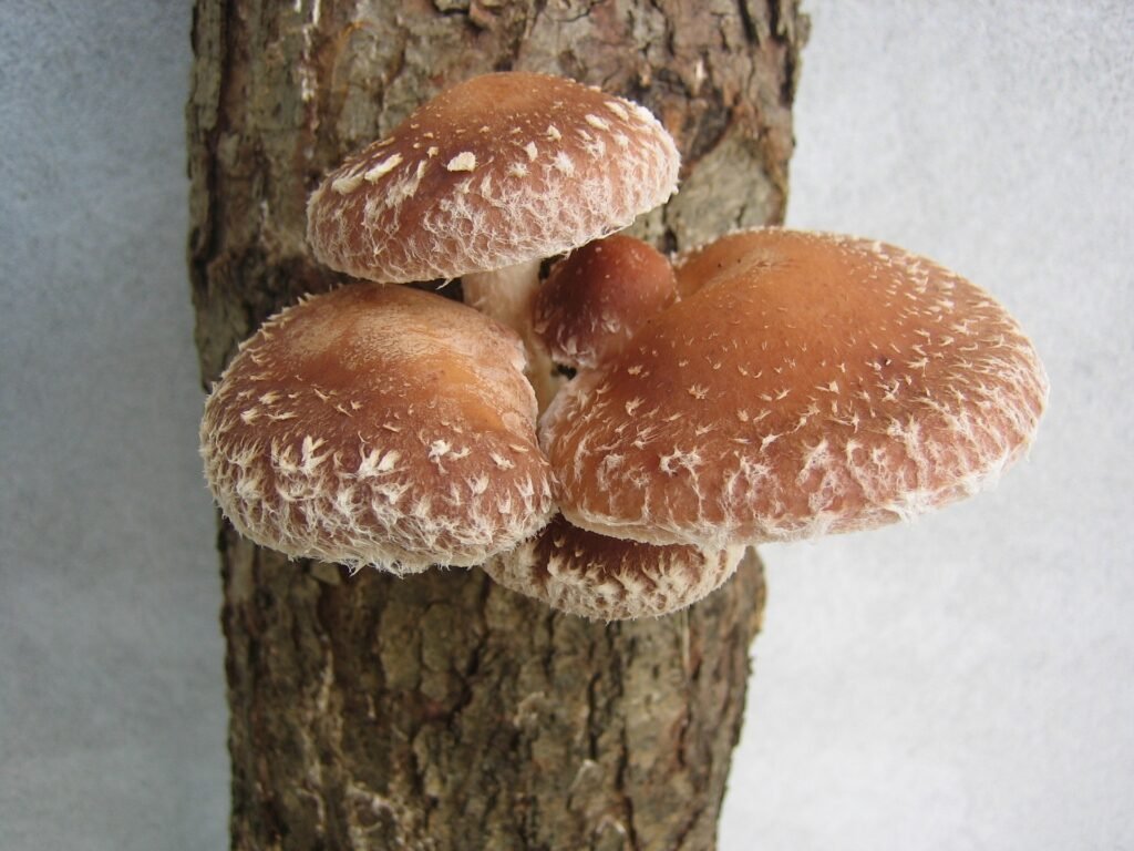 Shiitake (Lentinula edodes)