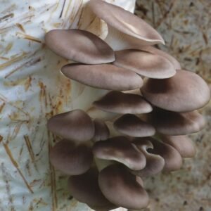 Oyster mushrooms- The package is ready for growing at home