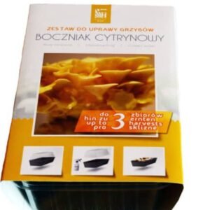 Golden Oyster mushroom- The package is ready for growing at home