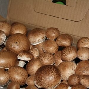 Brown champignons set- The package is ready for growing at home