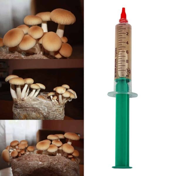 Poplar Mushroom PIOPPINO (Agrocybe aegerita) liquid mycelium in a syringe 10ml