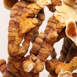 Yellow Reishi – The package is ready for growing at home