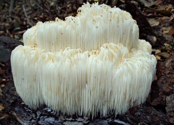 Monkey Head LION’S MANE (Hericium erinaceus)