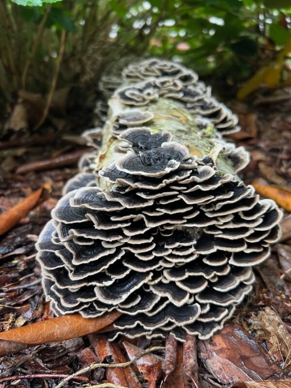 Many-Zoned Polypore TURKEY TAIL (Trametes versicolor)