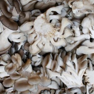 Oyster Mushroom (Pleurotus ostreatus) mycelium for logs