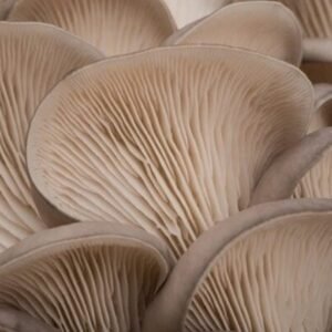 Oyster Mushroom (Pleurotus ostreatus) mycelium for logs