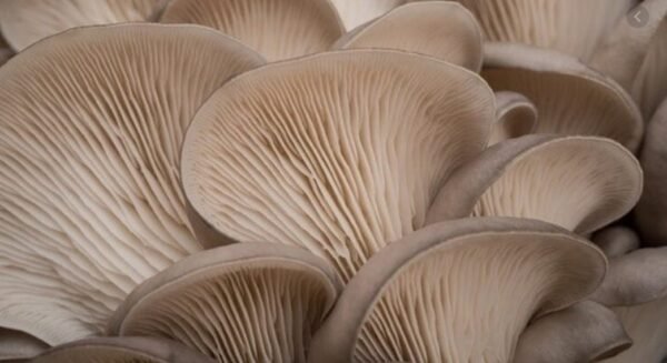 Oyster Mushroom (Pleurotus ostreatus) mycelium for logs