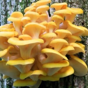 Golden Oyster Mushroom (Pleurotus citrinopileatus) mycelium for logs