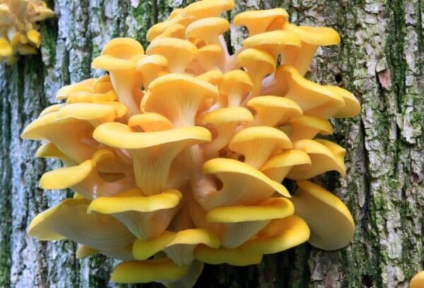 Golden Oyster Mushroom (Pleurotus citrinopileatus) mycelium for logs