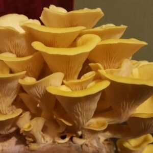 Golden Oyster Mushroom (Pleurotus citrinopileatus) mycelium for logs