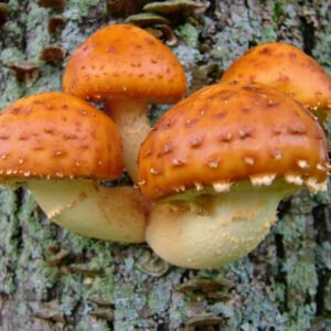 Chestnut Mushroom (Pholiota adiposa) mycelium for logs