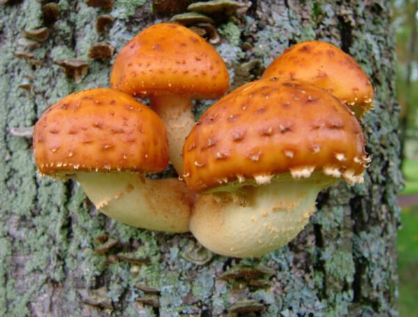 Chestnut Mushroom (Pholiota adiposa) mycelium for logs