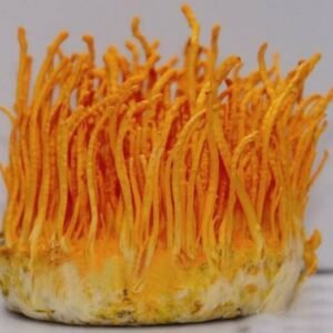 Orange Caterpillar Mushroom (Cordyceps militaris)