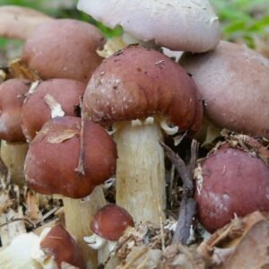 Garden Gigant Mushroom (Stropharia rugoso-annulata) mycelium on grains