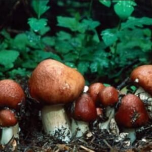 Garden Gigant Mushroom (Stropharia rugoso-annulata) mycelium on grains