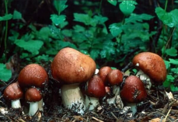 Garden Gigant Mushroom (Stropharia rugoso-annulata) mycelium on grains