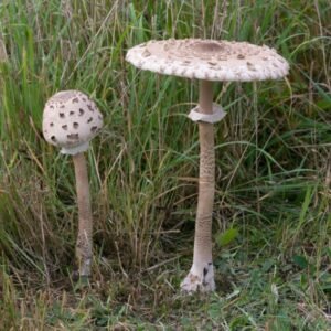 Parasol Mushroom (Macrolepiota procera) mycelium on grains