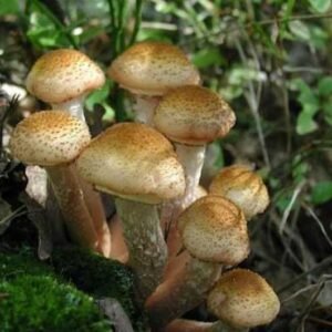 Honey Mushroom (Armillaria mellea) mycelium for logs