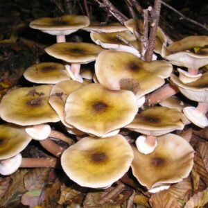 Honey Mushroom (Armillaria mellea) mycelium for logs