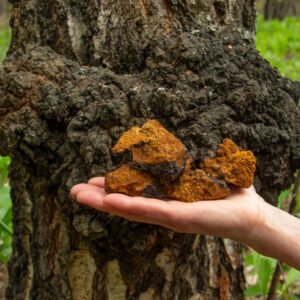 Chaga (Inonotus obliquus) mycelium for logs