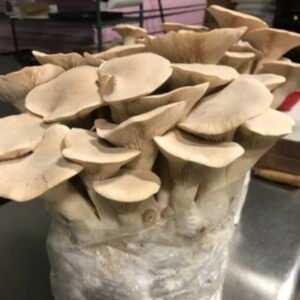 Mycelium for substrate growing