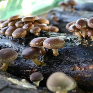 Mycelium for Logs