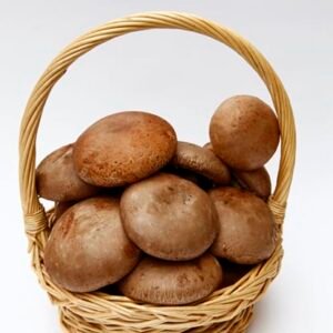 Brown champignons mushroom (Agaricus bisporus)