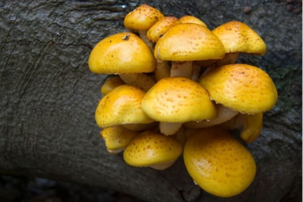 Chestnut Mushroom (Pholiota adiposa) mycelium for logs