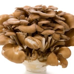 Hen-of-the-Woods MAITAKE (Grifola frondosa) mycelium for logs