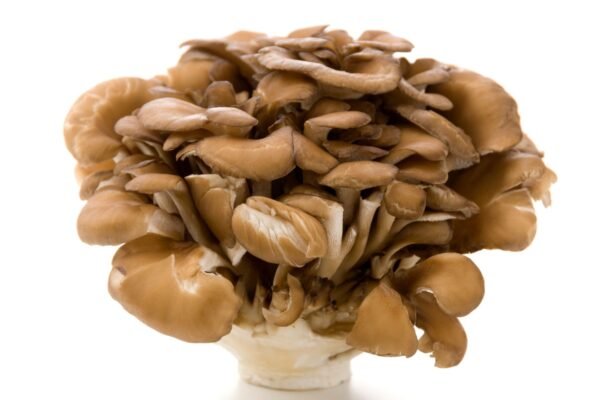 Hen-of-the-Woods MAITAKE (Grifola frondosa) mycelium for logs