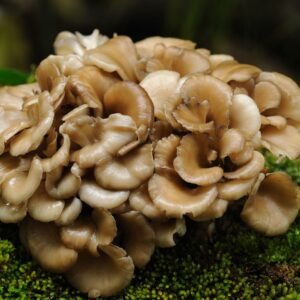 Hen-of-the-Woods MAITAKE (Grifola frondosa) mycelium for logs