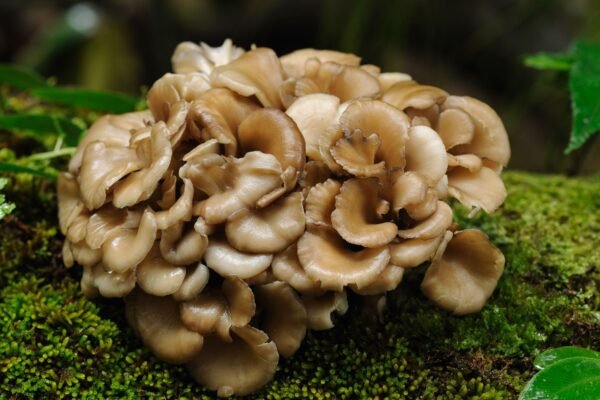 Hen-of-the-Woods MAITAKE (Grifola frondosa) mycelium for logs