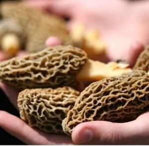 Yellow Morel (Morchella esculenta)