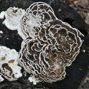 Many-Zoned Polypore TURKEY TAIL (Trametes versicolor) mycelium for logs