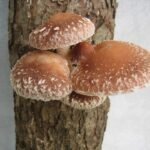 Shiitake (Lentinula edodes)