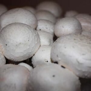 White champignons mushroom (Agaricus bisporus)