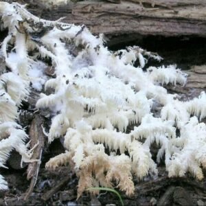 Coral Tooth Fungus (Hericium ramosum) mycelium for logs