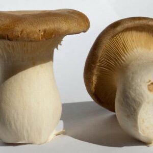 King Oyster Mushroom ERYNGII (Pleurotus eryngii) mycelium for logs