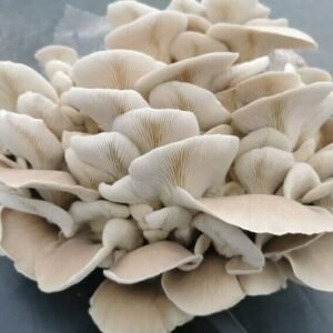 Summer Oyster Mushroom PHOENIX (Pleurotus pulmonarius) mycelium for logs