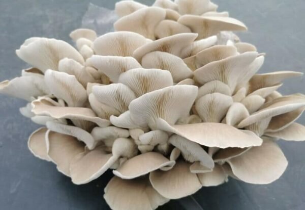 Summer Oyster Mushroom PHOENIX (Pleurotus pulmonarius) mycelium for logs