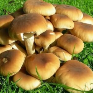 Poplar Mushroom PIOPPINO (Agrocybe aegerita) mycelium for logs