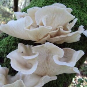 Summer Oyster Mushroom PHOENIX (Pleurotus pulmonarius) mycelium for logs