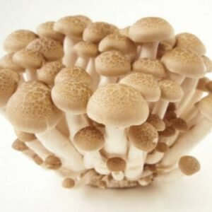 White Beech Mushroom BUNA-SHIMEJI (Hypsizygus marmoreus) mycelium for logs