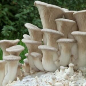 King Oyster Mushroom ERYNGII (Pleurotus eryngii) mycelium for logs