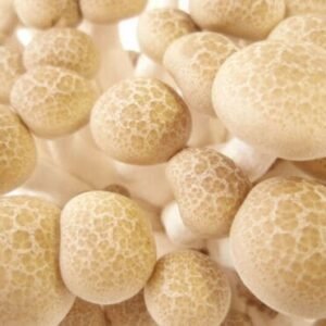 White Beech Mushroom BUNA-SHIMEJI (Hypsizygus marmoreus) mycelium for logs