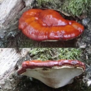 Reishi Mushroom Red REISHI (Ganoderma lucidum) mycelium for logs