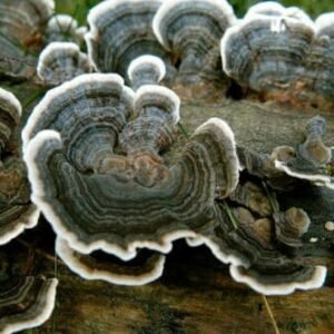 Many-Zoned Polypore TURKEY TAIL (Trametes versicolor) mycelium for logs